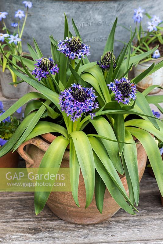 Scilla peruviana, the Portugese squill or Peruvian jacinth, a bulb bearing large, pyramidal shaped blue flowers in April.