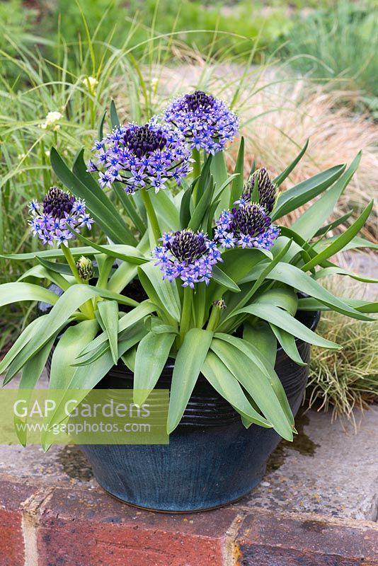 Scilla peruviana, the Portugese squill or Peruvian jacinth, a bulb bearing large, pyramidal shaped blue flowers in April.