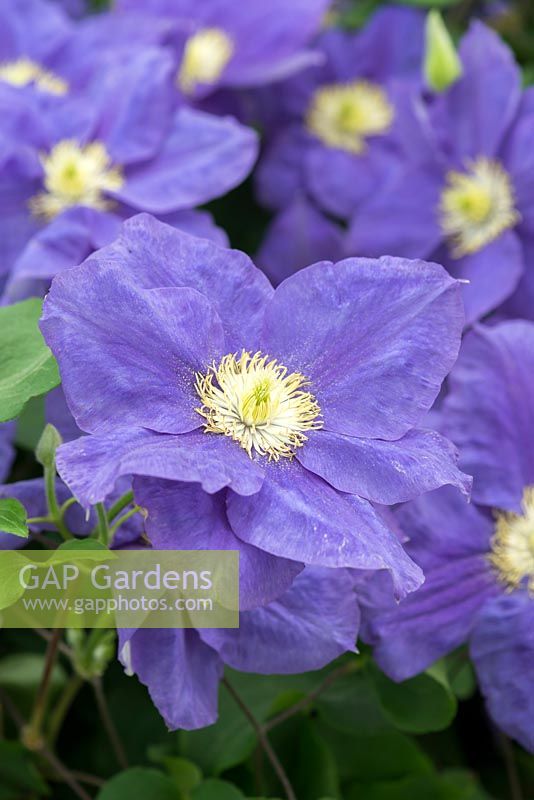 Clematis 'Kingfisher', a long flowering clematis with large blue flowers.