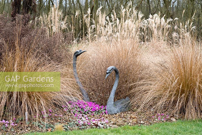 In winter, two swan sculptures rest in bed of ornamental grasses, Cyclamen coum spreading over the pebbles.