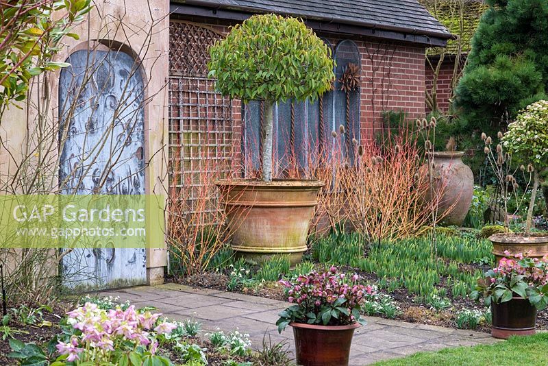 A winter border with bright orange cornus stems, seed heads and containers with Prunus lusitanica and hellebores.