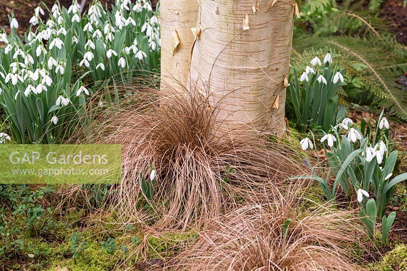 Red-leaved sedge growing amongst snowdrops, at foot of a silver birch tree.