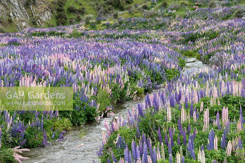 Valley beside River Ahuriri near Omarama in South Island, New Zealand. Lupins self-seed so prolifically as now to be classed an invasive plant.