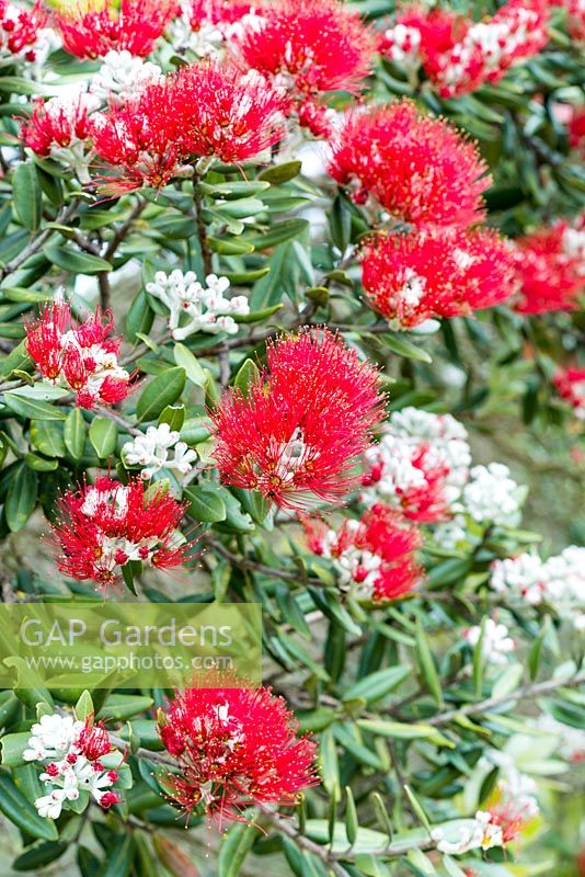 Metrosideros excelsa, Pohutukawa or New Zealand Christmas tree, a coastal evergreen tree related to myrtle. Bears masses of bright red flowers around Christmas.