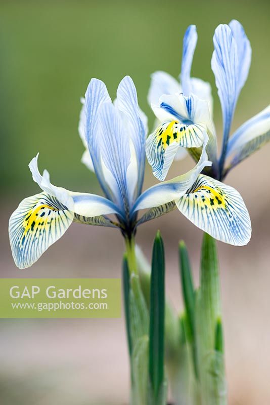 Iris reticulata 'Katharine Hodgkin', a distinctive hybrid, largely yellow with blue and sea-green veining and markings. flowering January, February and March.