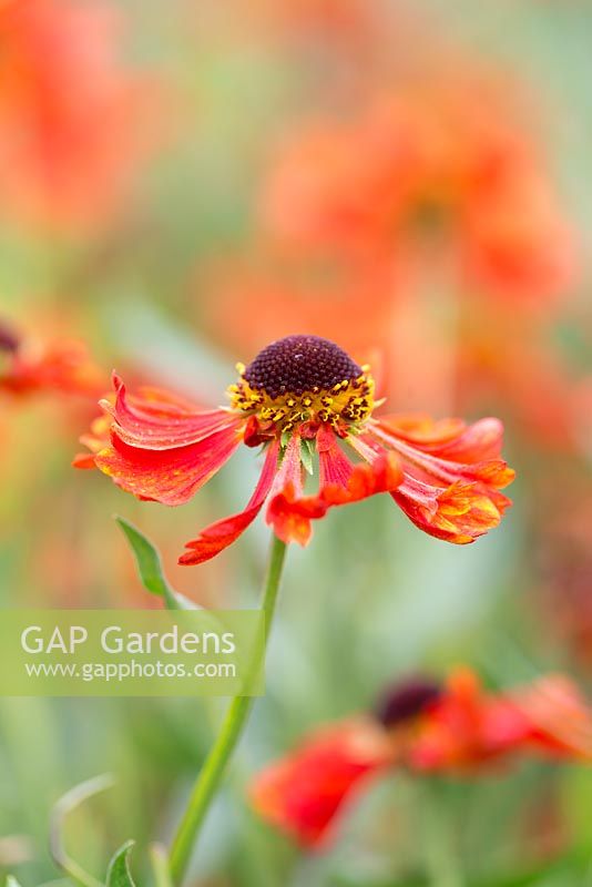 Helenium 'Moerheim Beauty', sneezeweed, a perennial with bright orange flowers from mid summer to early autumn.