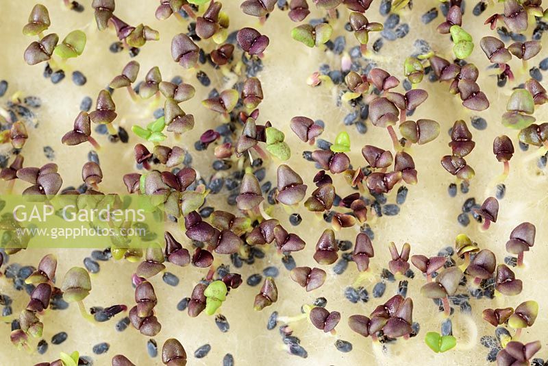 Ocimum basilicum 'Dark Opal'. Basil grown indoors as micro leaf salad. Seeds sown onto damp matting forming first seed leaves 