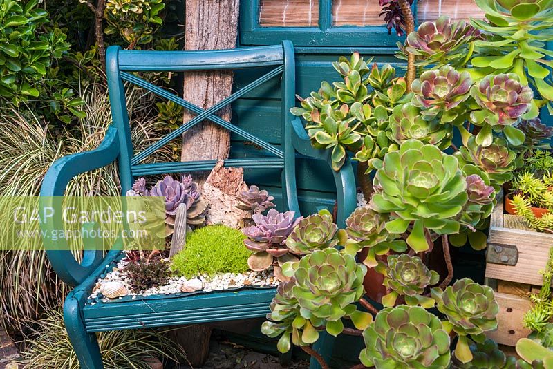 Succulent planting, Driftwood garden in late Spring