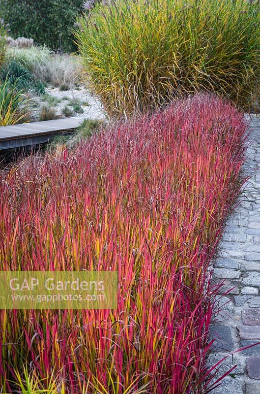 Borders with Imperata cylindrica 'Red Baron' and Miscanthus sinensis 'Zebrinus'