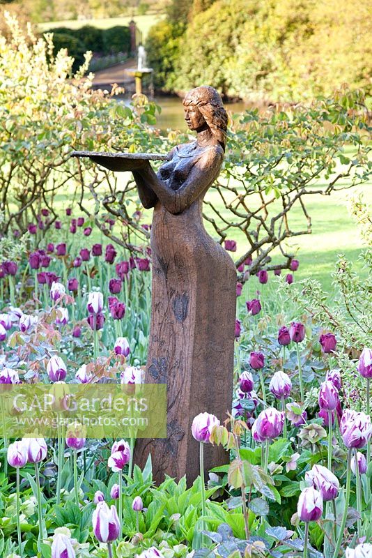 Tulipa 'Rems Favourite' and Tulipa 'Curly Sue' with statue. Garden: Pashley Manor, Sussex