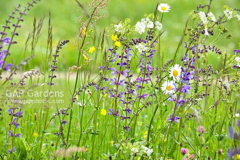 Wildflower meadow. Salvia pratensis - Meadow Clary, Leucanthemum vulgare - daisy, Rumex acetosa, Ranunculus repens - Buttercup and grasses.