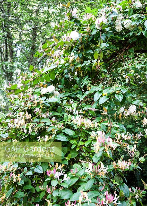 Lonicera japonica var. repens and Rosa 'Felicite et Perpetue', France