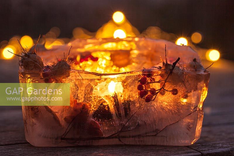 Ice lantern made with berries and seedheads holding a tea light - January, France