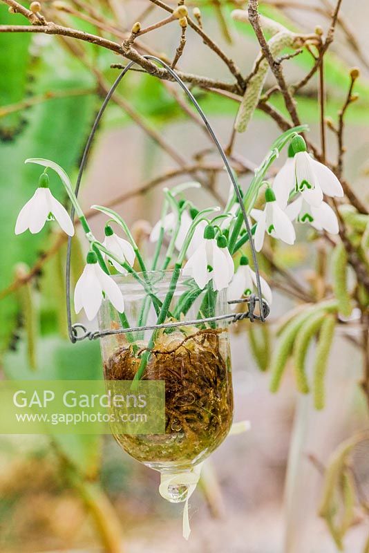 Hazel twigs holding miniature vases with snowdrops - January, France