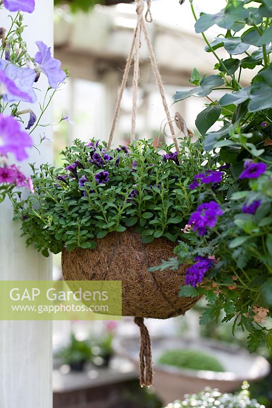 Hanging basket with purple petunia