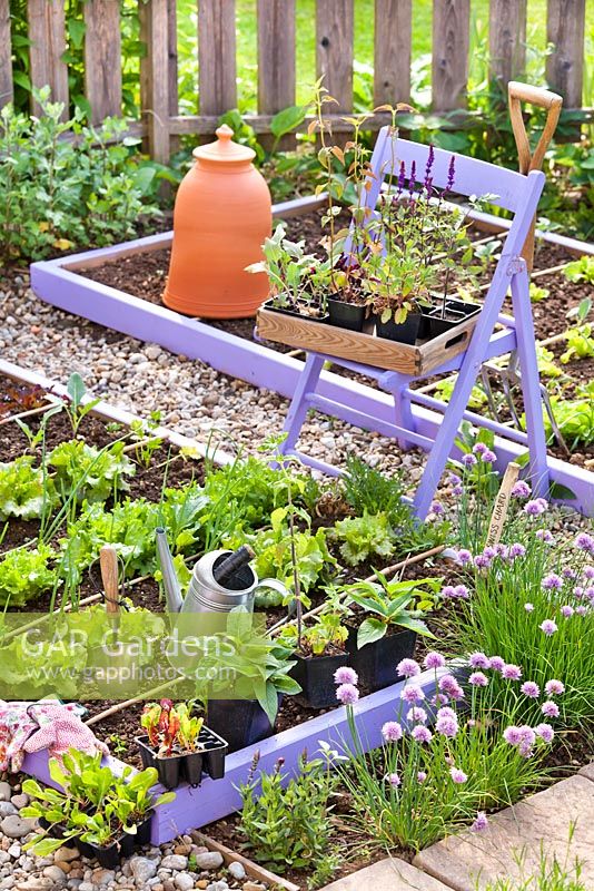 Tray of vegetable and herb seedlings on a chair in spring. Tomatoes, swiss chards, kohlrabi, beetroots, shallots, sage.