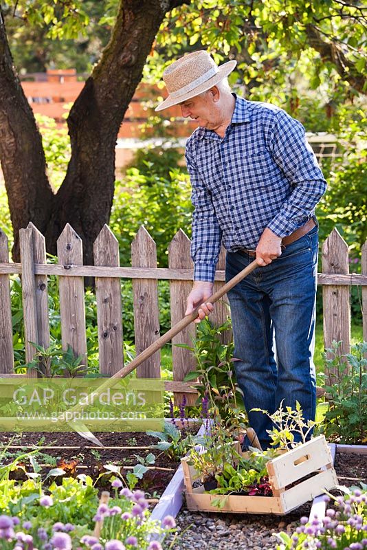 Man hoeing in the vegetable garden to prepare bed for young seedlings.