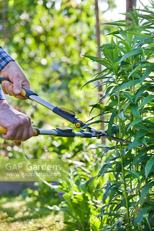 Cut back tall-growing goldenrods in June to encourage branching.