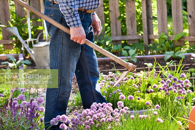 Man with a hoe in vegetable garden in spring.