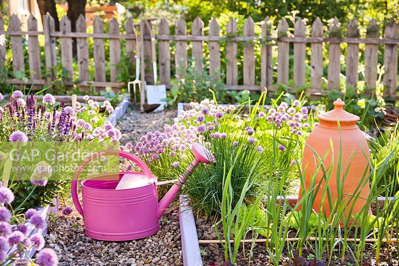 Watering can and rhubarb forcer in herb and vegetable garden in spring. Allium schoenoprasum - chives, garlic, lettuce.