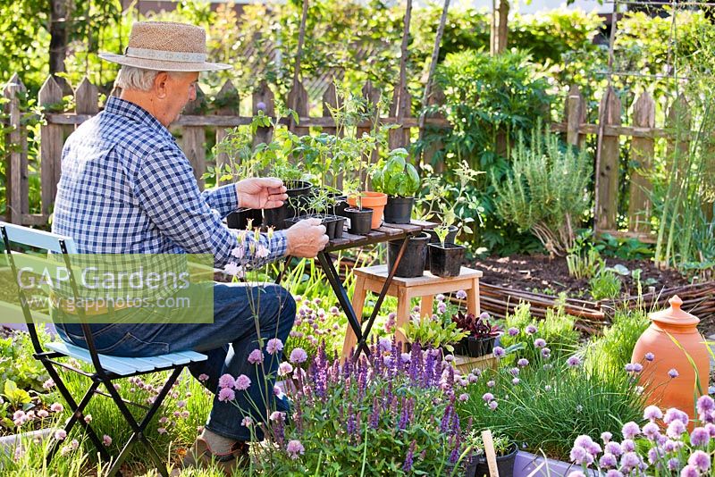 Man transplanting seedlings of Cosmos in spring garden.