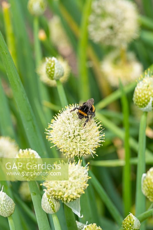 Bumble bees on Welsh Onion, Allium fistulosum.