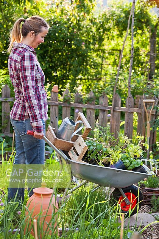 Woman pushing wheelbarrow filled with vegetable and herb seedlings.