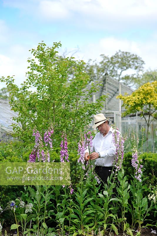Terry Baker with Digitalis pupurea 'Gloxinioides'