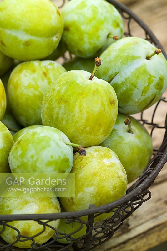 Greengages in a wire basket