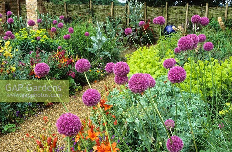 The oast garden at Perch Hill with Allium giganteum, Tanacetum vulgare 'Isla Gold' and Lilium 'Fire King'