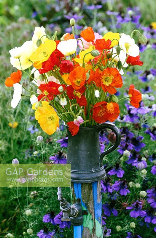 Papaver nudicaule 'Meadow Pastels' in a pewter jug at Perch Hill. Iceland poppy, Arctic poppy