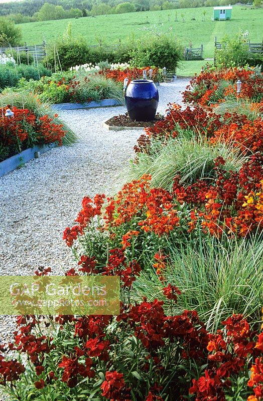 Erysimum cheiri - wallflowers - lining the gravel path in the cuttiing garden at Perch Hill in spring. Empty blue glazed pot as focal point