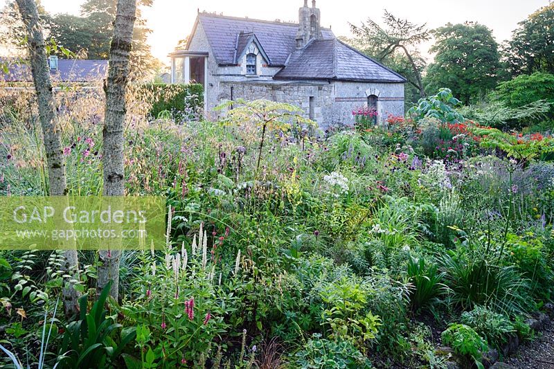 Golden awns of Stipa gigantea catch the early morning sunlight amongst planting including persicarias, Allium sphaerocephalon, echinacea, eryngiums, Melianthus major and angelica with prickly stems of Aralia echinocaulis in the foreground.