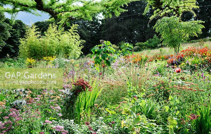 A matrix of planting mixes herbaceous perennials, trees and shrubs in raised beds including achilleas, Eryngium alpinum 'Slieve Donard', sanguisorbas, poppies and thalictrum with stronger colours behind such as Crocosmia 'Lucifer' and Rudbeckia laciniata. Large foliage plants such as bamboo, Paulownia tomentosa and Aralia echinocaulis form a cool foil for colourful mix of herbaceous perennials.