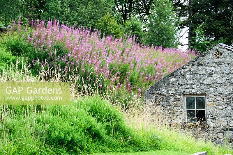 A block of rosebay willowherb on the slope behind a barn.