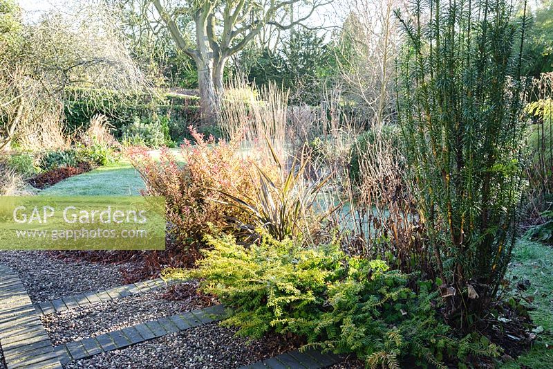 Border in the front garden with evergreen Pseudowintera colorata 'Marjorie Congreve', phormium and prostrate and fastigiate yews. Windy Ridge, Little Wenlock, Shropshire, UK