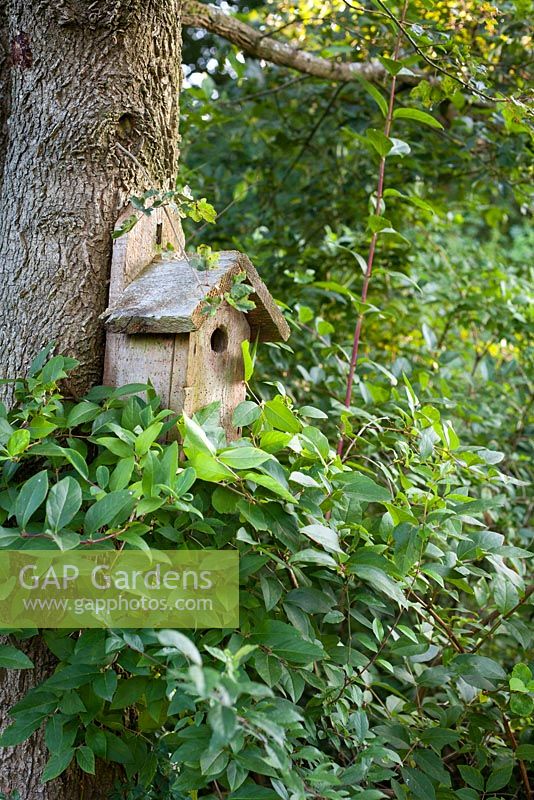 Rustic decorative wooden bird house on tree trunk in woodland garden. Garden: Rustling End Cottage, Hertfordshire. Owners: Mr and Mrs Wise