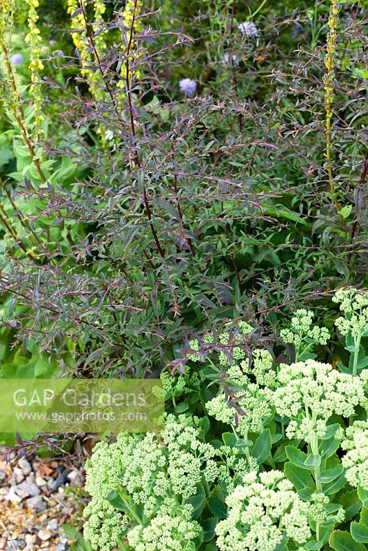 Sedum and Aster laterifolius 'Lady in Black'. Garden: Rustling End Cottage, Hertfordshire. Owners: Mr and Mrs Wise