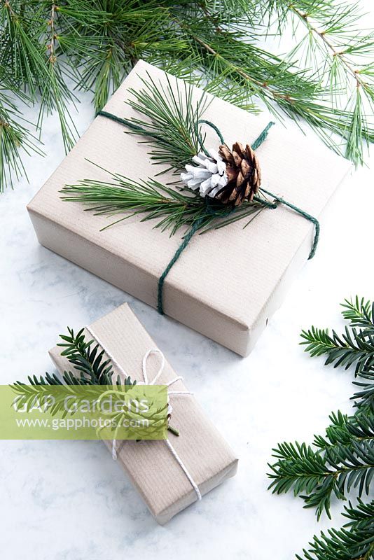 Wrapped presents using brown paper and string with reels of string, decorated with greenery from fir tree, yew tree and silvery foliage with half dipped pine cones