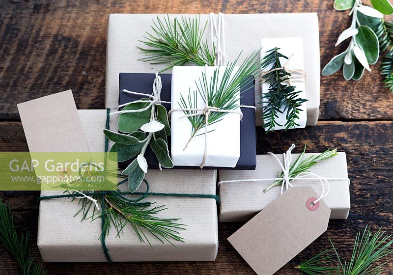 Lots of presents wrapped with brown and white paper and fastened with string, with gift tags and string.  Decorated with fir tree, yew tree and silvery foliage.