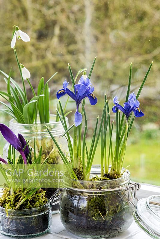 Winter bulbs in glass jars with moss on windowsill - iris reticulata, crocus and galanthus nivalis