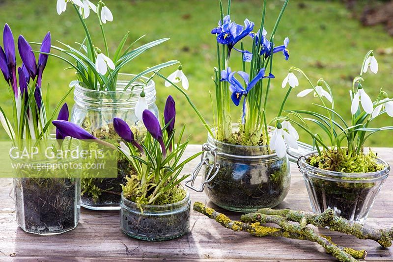Winter bulbs in glass jars with moss - iris reticulata, crocus and galanthus nivalis
