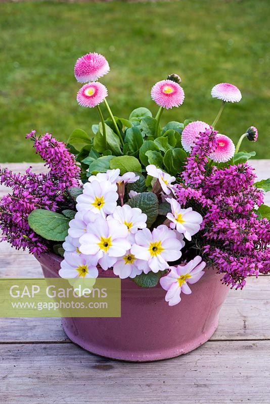 Pink spring container with erica, polyanthus and bellis perennis