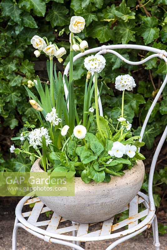 White themed spring container with Primula dentata, bellis perennis, Narcissus 'Bridal Crown' and Scilla siberica