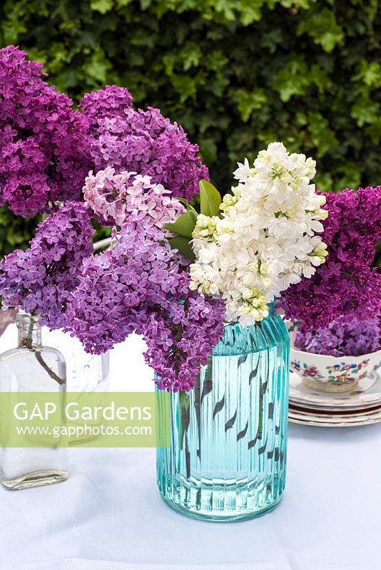 Mixed Syringa flowers - lilac displayed in glass jar and bottles
