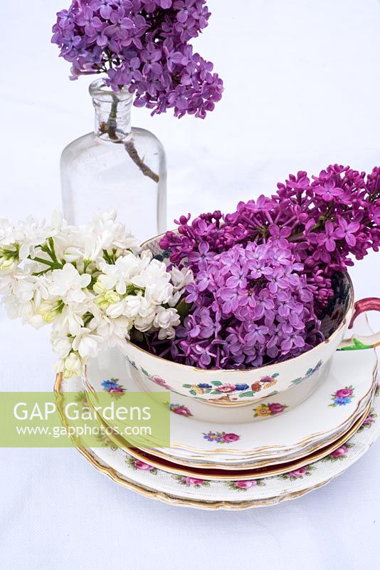 Syringa vulgaris - lilac flowers in vintage soup dish