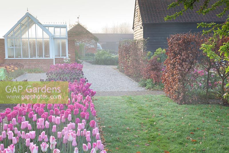 Mixed Tulipa 'Mistress', 'Recreado', 'Cafe Noir', 'Merlot' and 'Survivor' in spring in formal cutting garden with decorative glasshouse and barn beyond. Garden: Ulting Wick, Essex. Owner: Philippa Burrough