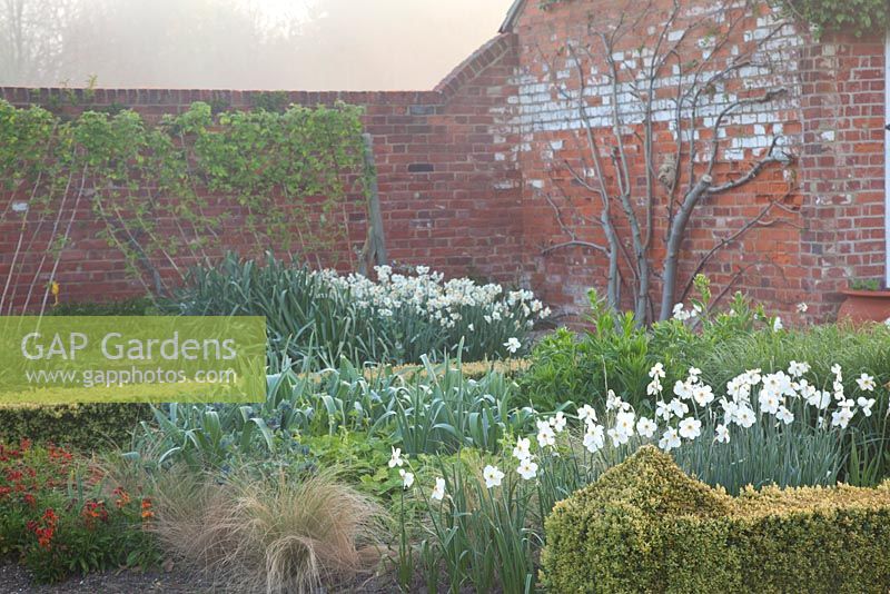 Spring beds in formal country garden with Buxus clipped hedge and Narcissus 'Baby Moon', Narcissus poeticus, Stipa and trained Raspberries beyond. Garden: Ulting Wick, Essex. Owner: Philippa Burrough