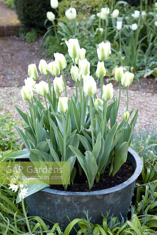 Tulipa 'Spring Greens' in decorative container. Ulting Wick, Essex. Owner: Philippa Burrough