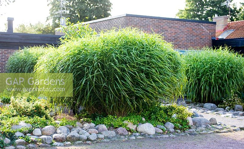 Miscanthus sinensis 'Zebrinus' outside private house in Malmo, Sweden. Variegated eulalia grass. Autumn.